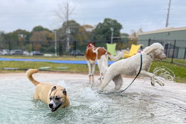 The Dog Academy campus facility