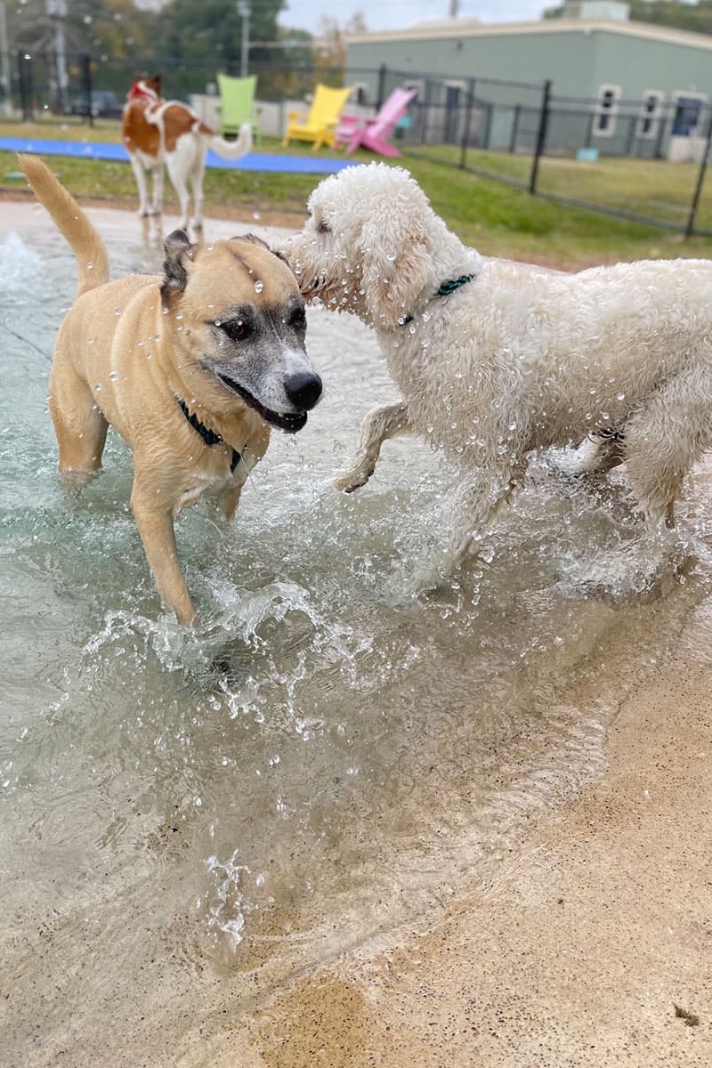 The Dog Academy campus facility
