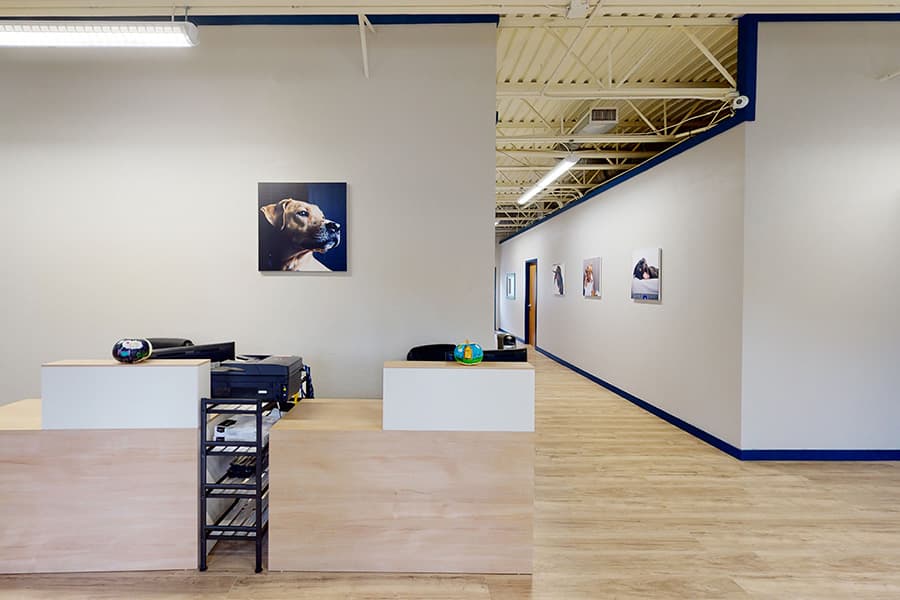 The Dog Academy campus