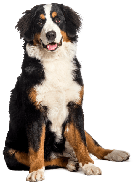 Happy Bernese Mountain Dog after a bath