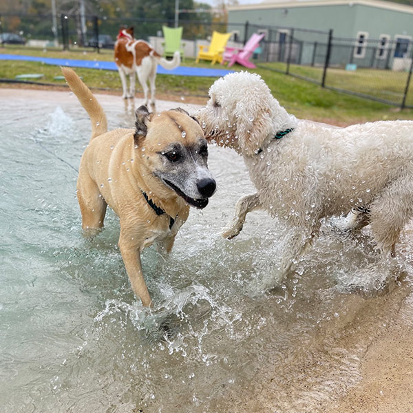 Best Dog Daycare in Housto