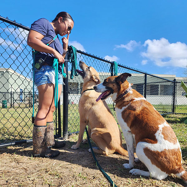 Best Dog Daycare in Sugar Land, TX - Top Puppy Daycare Near You