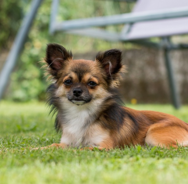 furry chihuahua laying on the grass