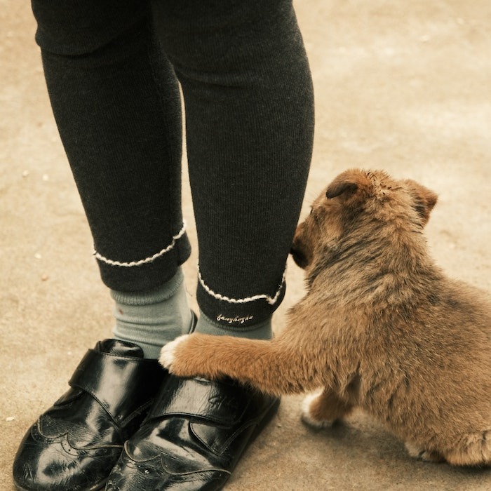 puppy playing with woman's shoes